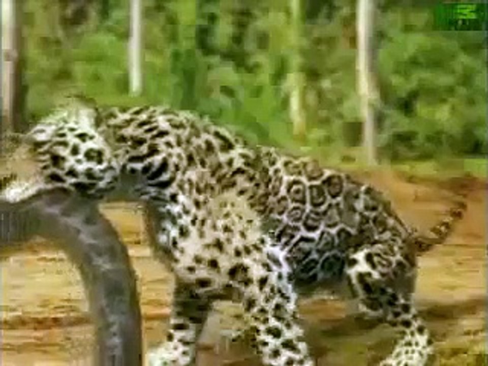 Animal Face Off  Anaconda vs  Jaguar