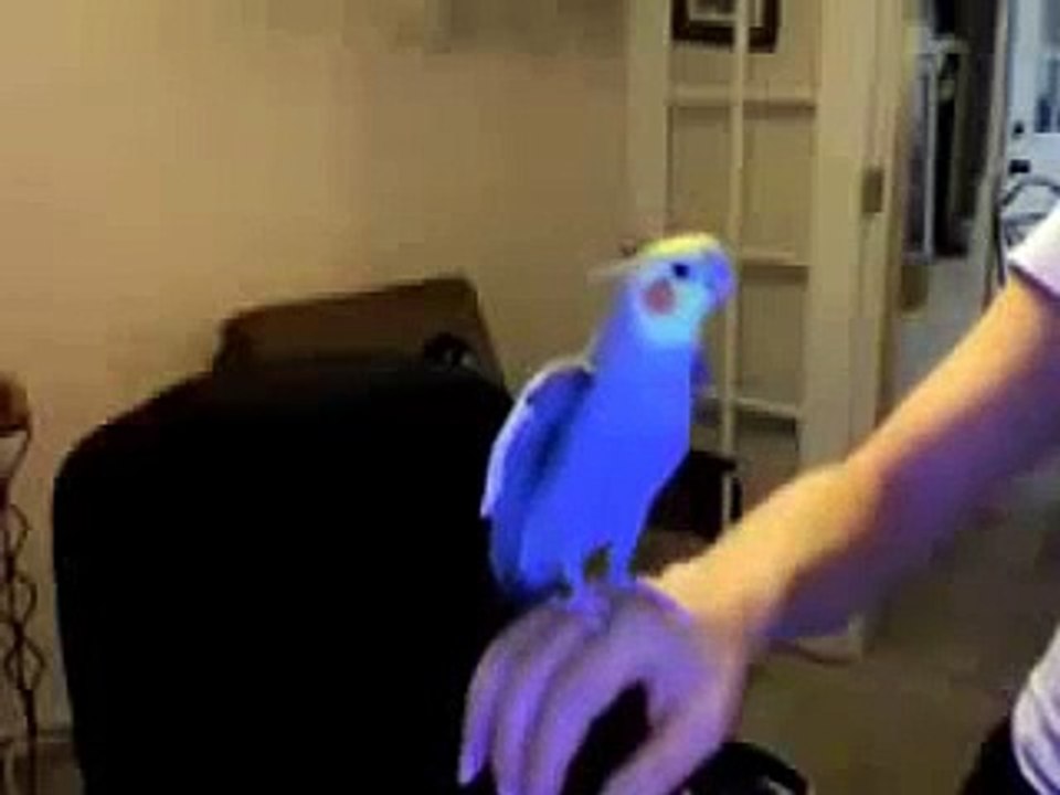 Beatboxing bird lays down a phat beat!