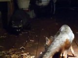 Gray fox and raccoon sharing cat food in Edmond ok