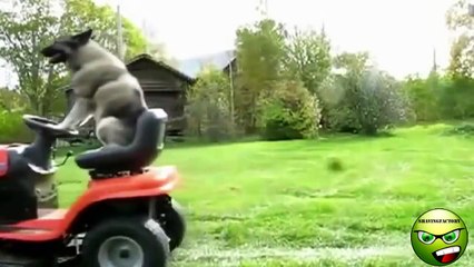 Best Ultimate Animal Fail Compilation // Amazing Funny Videos