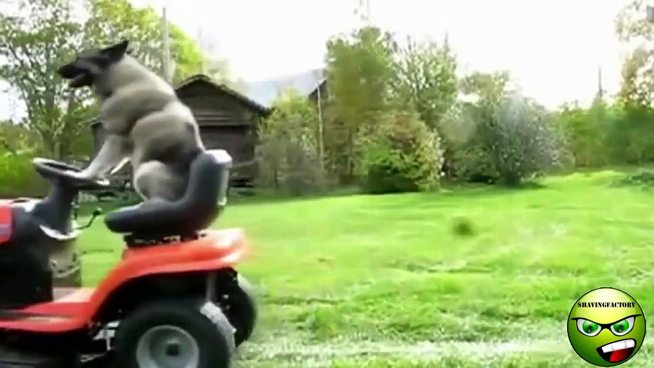 Best Ultimate Animal Fail Compilation // Amazing Funny Videos