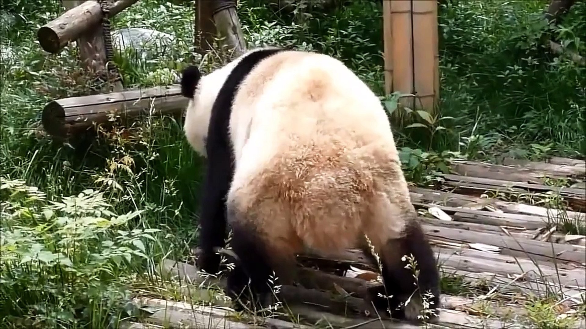 Funny Animals Funny Animal Videos Cute Animals Funny Dogs