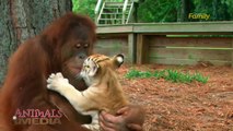 Orangutan Babysits Tiger Cubs? What? (AnimalsMedia.com)