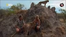 Cheetah attacked reporter. Cheetah attack the people! / Animal Attacks on Human  - Nat Geo Wild ™