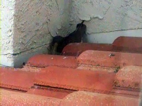 Tot Feeding Pigeon Chicks!!!