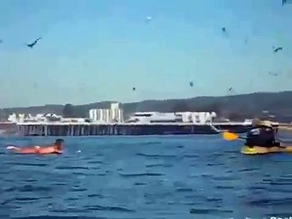 EPIC CRAZY Animal Attack Whales tries to eat 7 swallow people