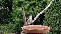 Balkáni fakopáncs itatótálcán / Syrian Woodpecker at bird drinker, Budapest (2014.04.20.)