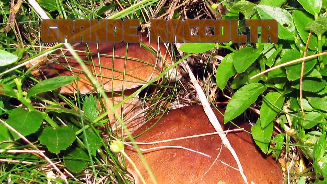 Grande raccolta di Porcini