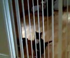 Cat Tries to Jump Gate and Fails Miserably - Hilarious