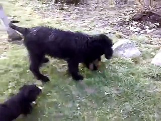 Giant Schnauzer playing with two Jagd Terriers