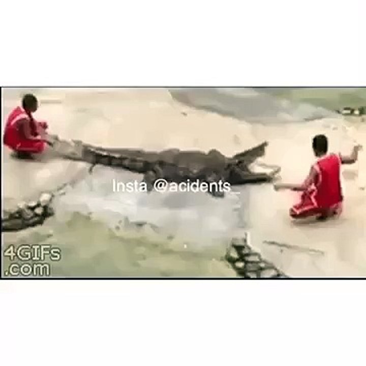 أكله التمساااااااااااااااااااااااااح