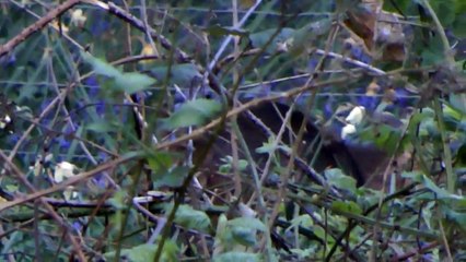 UK Wildlife, Muntjac Deer at RSPB The Lodge nature reserve Sandy - April 2011
