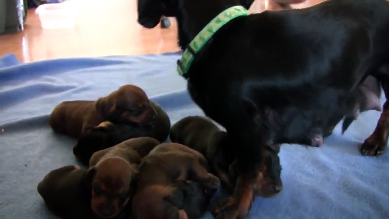 Filhotes de Dachshund com 10 dias de vida 06/07