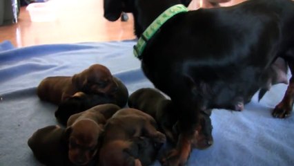 Filhotes de Dachshund com 10 dias de vida 06/07