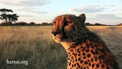 The Harnas Wildlife Foundation in Namibia.