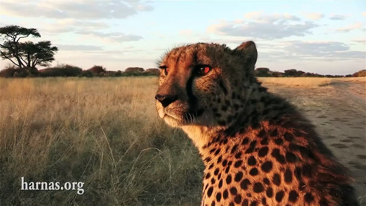 The Harnas Wildlife Foundation in Namibia.