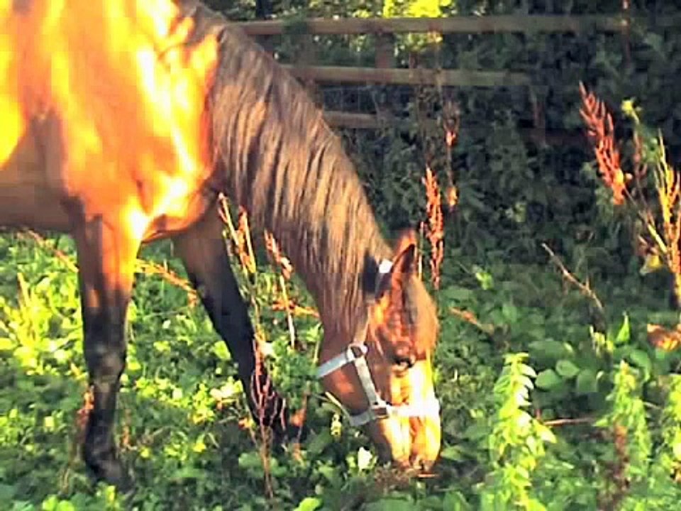 Adios Prince: Goodbye