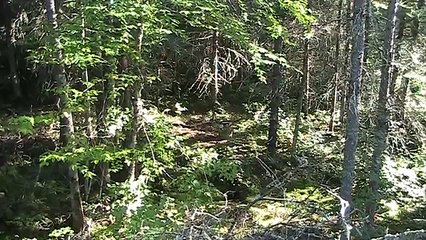 2014 Wisconsin Black Bear Hunt in Sawyer County