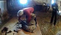 Wool Harvest    Shearing Day