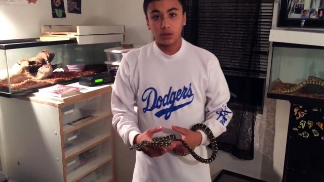 Reptile Collection-Carpet Pythons