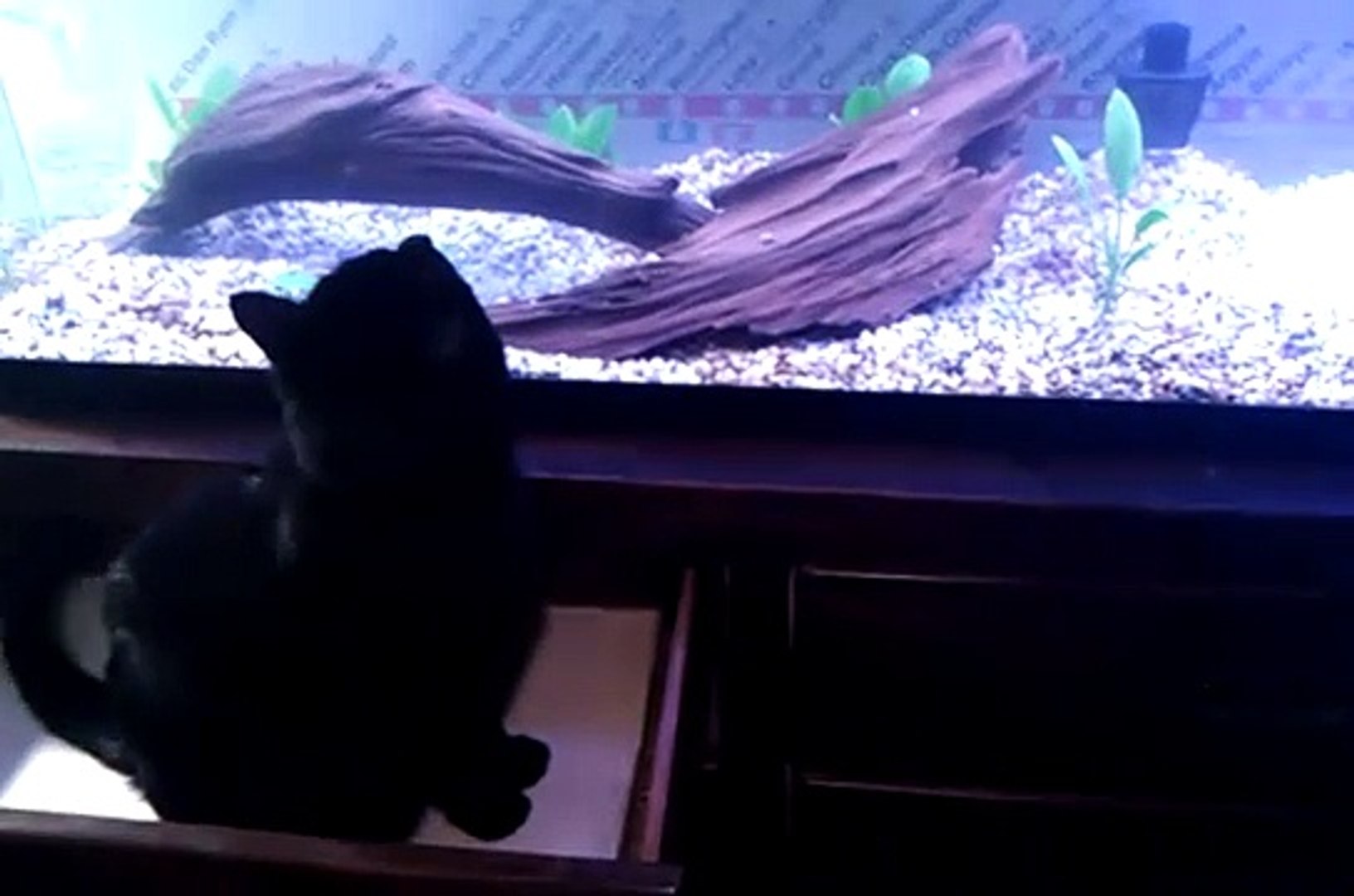 ⁣Harp the Slippery Fish watching Fish