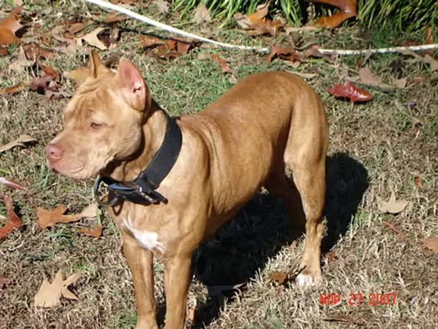 6 month old store red nose pitbull