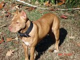 10 month old Rednose pit bull puppy