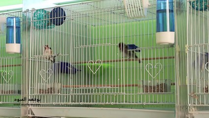 ماذا يحدث بعد إدخال ذكر الحسون على الأنثى