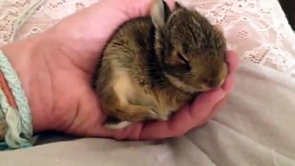 Baby cottontail dreaming-Cotton Eyed Joe