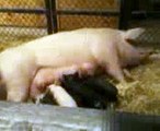 Piglets Suckling