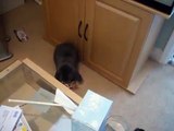 French Lop Rabbit thinks he's a dog!