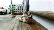 Funny Cats Compilation   Funny Cat Videos Ever  Funny Videos   Funny Animals   Funny Animal Videos 5