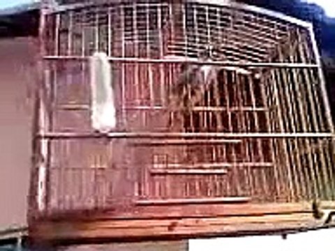 trinca ferro ou picharro um verdadeiro show de variedades de cantos num so passaro......