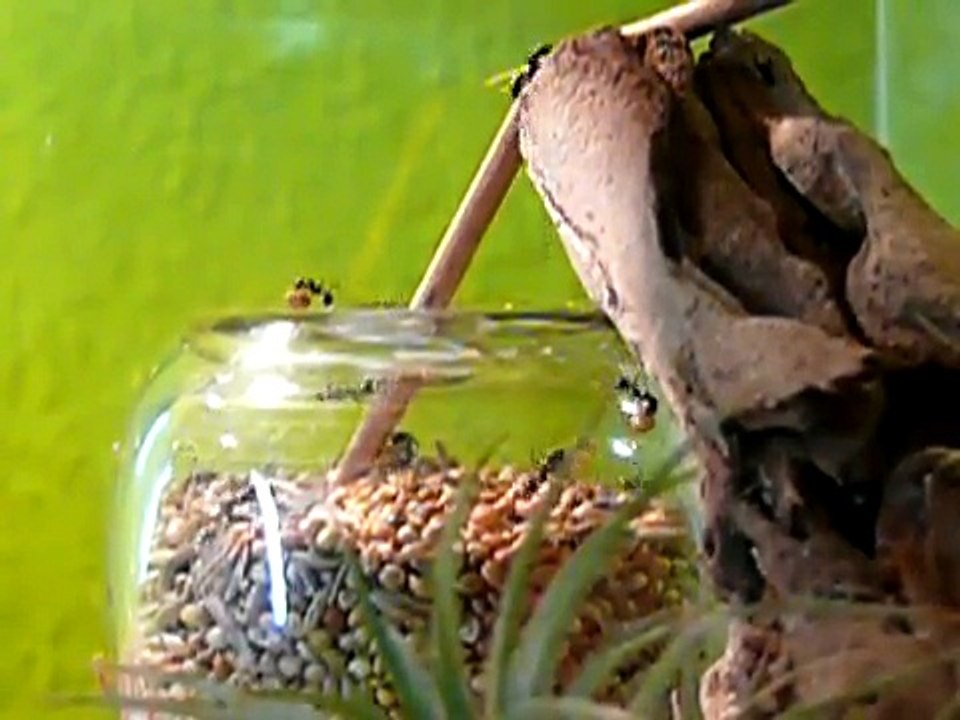 Messor barbarus Sammelaktion