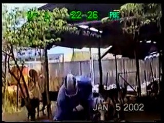 Dạy chó bảo vệ chủ và canh giữ tài sản