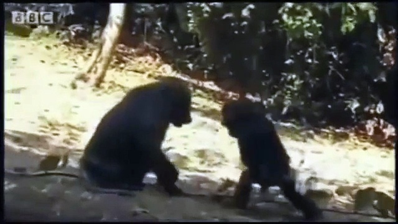 Funny Animal Attacks Caught On Camera Compilation 2014