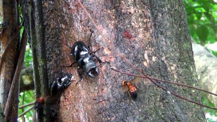 オニツヤクワガタの樹液場争い（でもスズメバチの動きに注目）