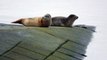 Phoque commun ou veau marin (Phoca vitulina) en Belgique (Nieuwpoort-mer du nord) - Harbor seal