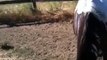 Correcting a Horse that won't move out -Roper 3 of 3- Rick Gore Horsemanship