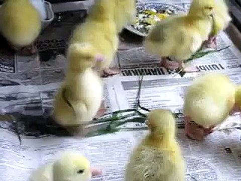 танец маленьких утят