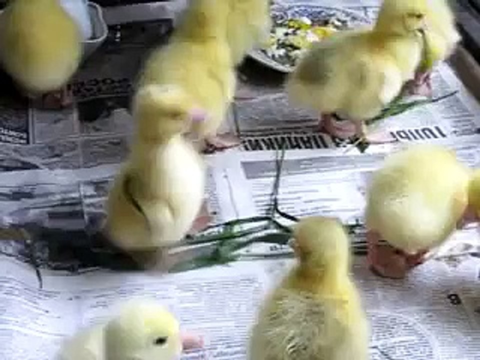 танец маленьких утят