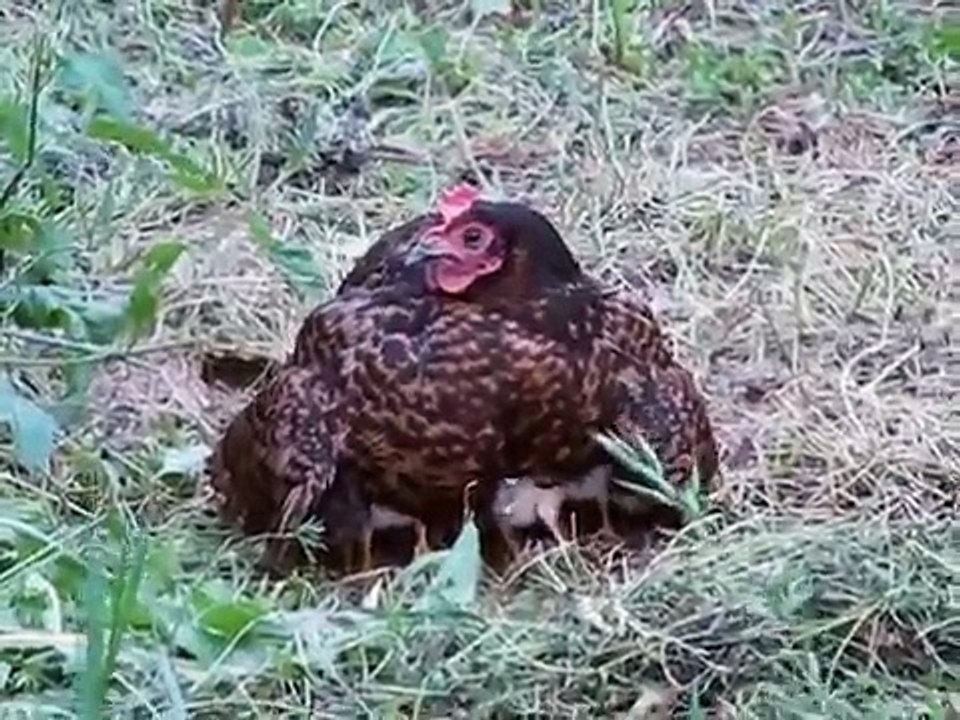 poules et poussins