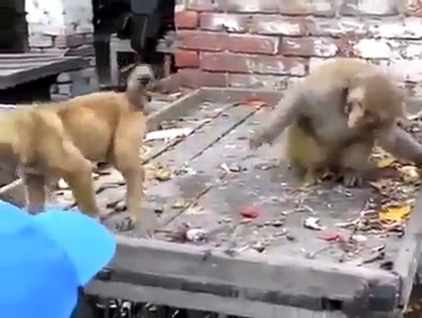 funny dog & monkey