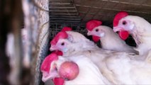 Cal-Maine Egg-Laying Hens Suffering