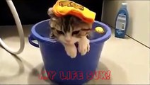 Os gatos mais engraçados Funny Cats