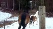 Horses playing in snow