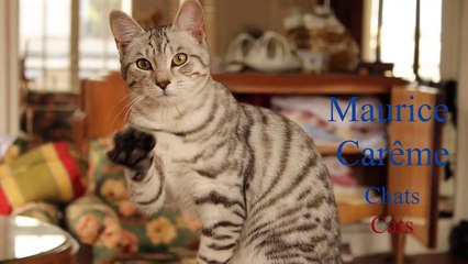 French Poems on Cats by Maurice Carême - Slow and Fast Reading