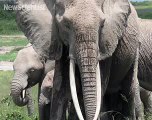 Elephants use mental maps to keep track of family members