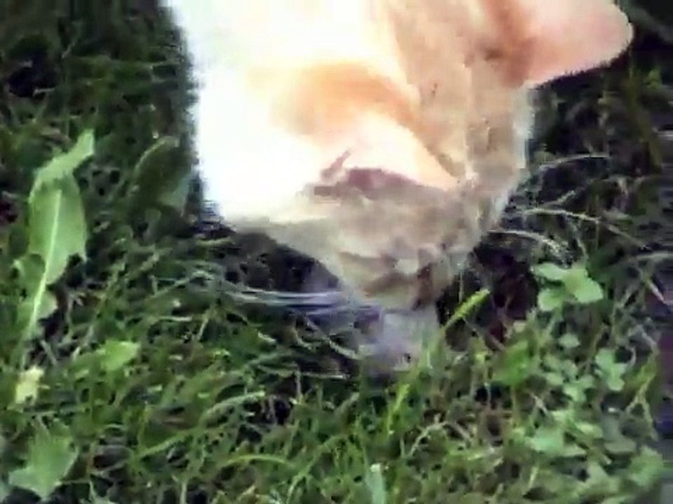 Jerry Mouse Holocaust (kill and blood)