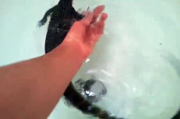 Handling my Mangrove Monitor (Varanus Indicus)